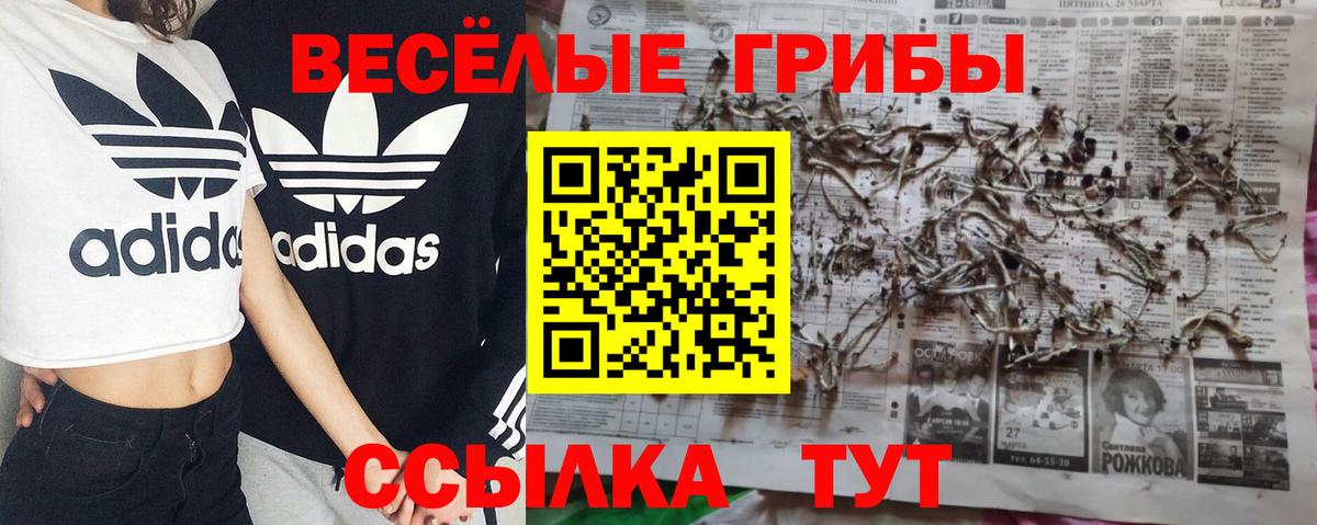 Псилоцибиновые грибы Psilocybine cubensis Обь